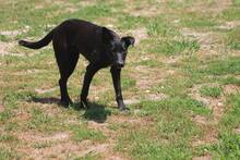 BALU, Hund, Mischlingshund in Rumänien - Bild 1