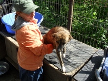 BANJO, Hund, Mischlingshund in Rumänien - Bild 3