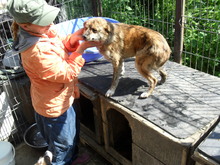 BANJO, Hund, Mischlingshund in Rumänien - Bild 4