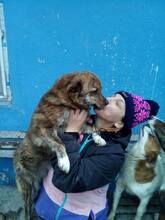 BANJO, Hund, Mischlingshund in Rumänien - Bild 7