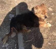 ÖMI, Hund, Mischlingshund in Gefrees - Bild 5