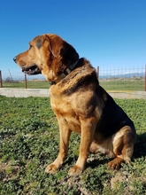 CHIQUIT, Hund, Deutscher Schäferhund-Mix in Spanien - Bild 4