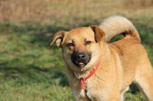 TOBI, Hund, Mischlingshund in Slowakische Republik - Bild 1