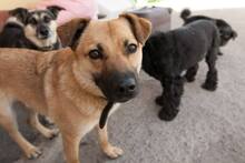 TOBI, Hund, Mischlingshund in Slowakische Republik - Bild 10