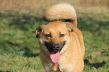 TOBI, Hund, Mischlingshund in Slowakische Republik - Bild 3