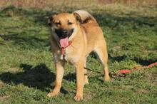 TOBI, Hund, Mischlingshund in Slowakische Republik - Bild 4