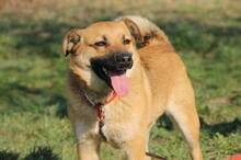 TOBI, Hund, Mischlingshund in Slowakische Republik - Bild 5