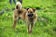 TOBI, Hund, Mischlingshund in Slowakische Republik - Bild 7