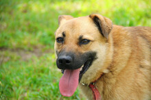 TOBI, Hund, Mischlingshund in Slowakische Republik - Bild 8