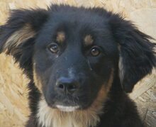 INKA, Hund, Mischlingshund in Rumänien - Bild 1