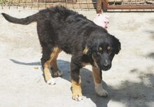 INKA, Hund, Mischlingshund in Rumänien - Bild 2