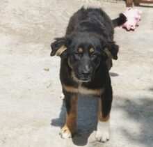 INKA, Hund, Mischlingshund in Rumänien - Bild 3