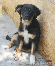 INKA, Hund, Mischlingshund in Rumänien - Bild 4