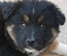 INKA, Hund, Mischlingshund in Rumänien - Bild 5