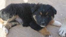 INKA, Hund, Mischlingshund in Rumänien - Bild 6