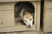 MELLOW, Hund, Mischlingshund in Rumänien - Bild 2