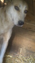 MELLOW, Hund, Mischlingshund in Rumänien - Bild 3