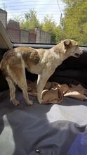 MELLOW, Hund, Mischlingshund in Rumänien - Bild 4