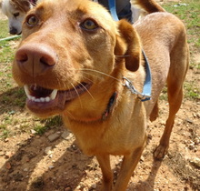 BOLINHOS, Hund, Mischlingshund in Portugal - Bild 2