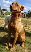 BOLINHOS, Hund, Mischlingshund in Portugal - Bild 3