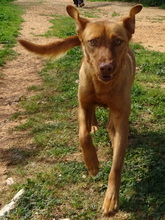 BOLINHOS, Hund, Mischlingshund in Portugal - Bild 4