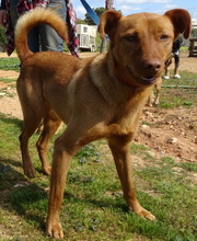 BOLINHOS, Hund, Mischlingshund in Portugal - Bild 5