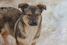 DARKO, Hund, Mischlingshund in Rumänien - Bild 1