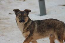 DARKO, Hund, Mischlingshund in Rumänien - Bild 3