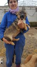DARKO, Hund, Mischlingshund in Rumänien - Bild 4