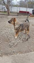 DARKO, Hund, Mischlingshund in Rumänien - Bild 5