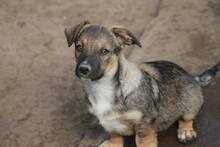 DARKO, Hund, Mischlingshund in Rumänien - Bild 6