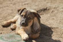 DARKO, Hund, Mischlingshund in Rumänien - Bild 7