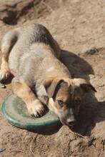 DARKO, Hund, Mischlingshund in Rumänien - Bild 8