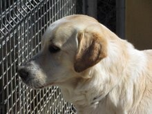 PORTOS, Hund, Maremma Abruzzenhund in Spanien - Bild 1