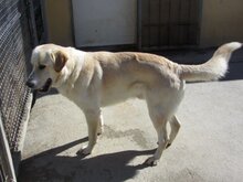 PORTOS, Hund, Maremma Abruzzenhund in Spanien - Bild 10