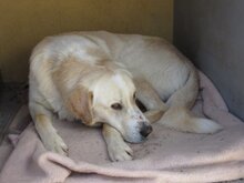 PORTOS, Hund, Maremma Abruzzenhund in Spanien - Bild 11