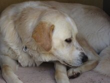 PORTOS, Hund, Maremma Abruzzenhund in Spanien - Bild 4