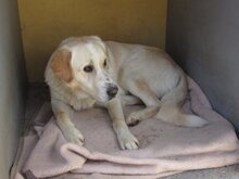 PORTOS, Hund, Maremma Abruzzenhund in Spanien - Bild 6