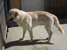 PORTOS, Hund, Maremma Abruzzenhund in Spanien - Bild 8