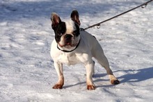 GRIZU, Hund, Französische Bulldogge in Neuhausen - Bild 2