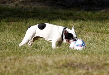 GRIZU, Hund, Französische Bulldogge in Neuhausen - Bild 4