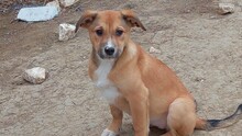 ELEONORE, Hund, Mischlingshund in Rumänien - Bild 1