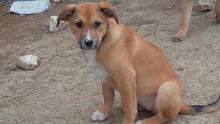 ELEONORE, Hund, Mischlingshund in Rumänien - Bild 2