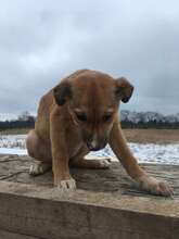ELEONORE, Hund, Mischlingshund in Rumänien - Bild 3