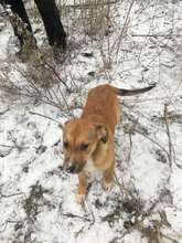 ELEONORE, Hund, Mischlingshund in Rumänien - Bild 4