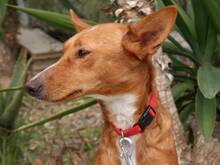 LOUISE, Hund, Podenco Andaluz in Spanien - Bild 2
