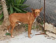 LOUISE, Hund, Podenco Andaluz in Spanien - Bild 4