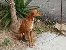 LOUISE, Hund, Podenco Andaluz in Spanien - Bild 6
