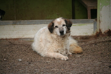 PLACIDO, Hund, Maremmano-Mix in Italien - Bild 2