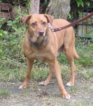 ALICE, Hund, Mischlingshund in Fulda - Bild 2